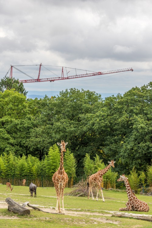opel-zoo-3.jpg